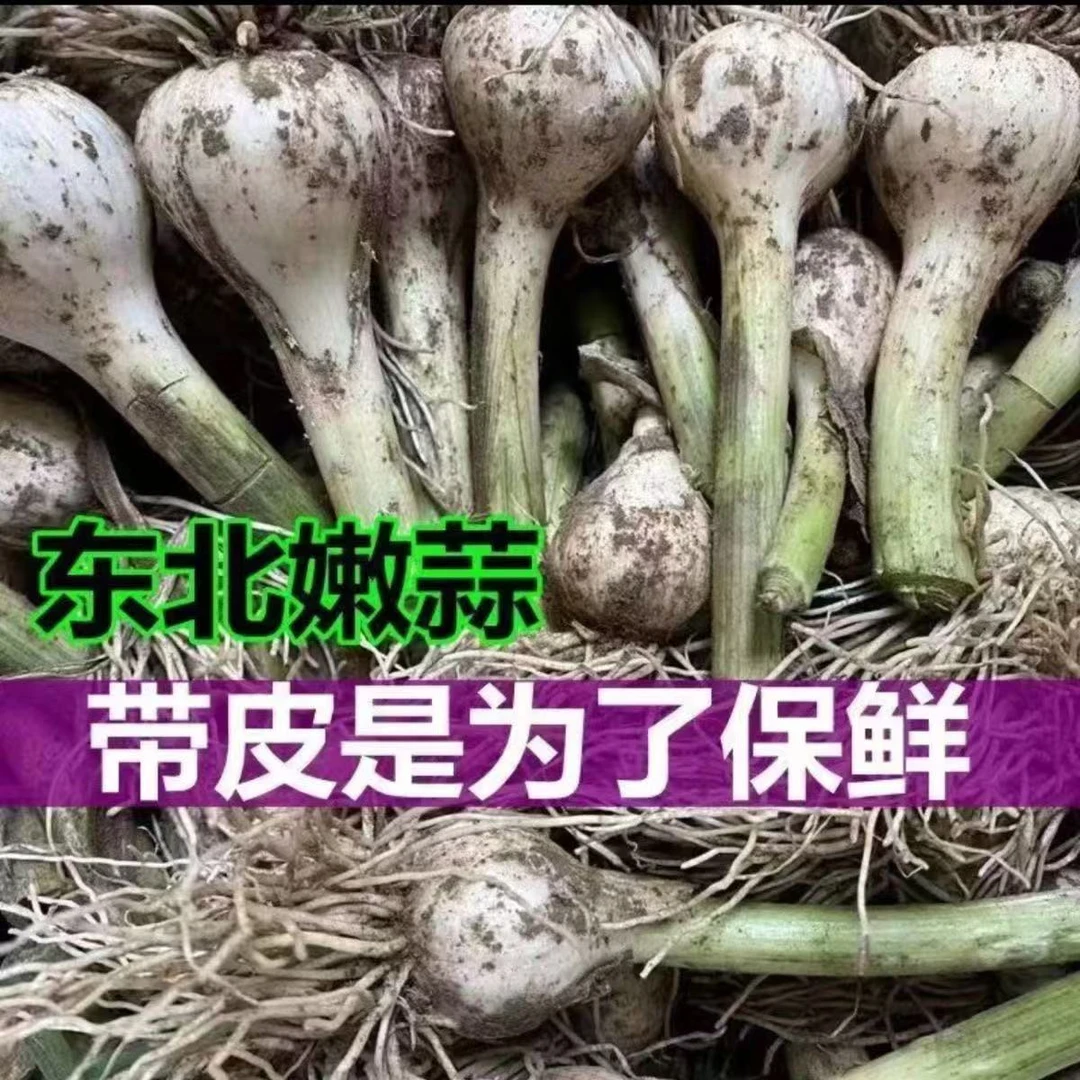 东北现挖白皮嫩蒜 大蒜头 可腌咸菜 咸蒜糖蒜
