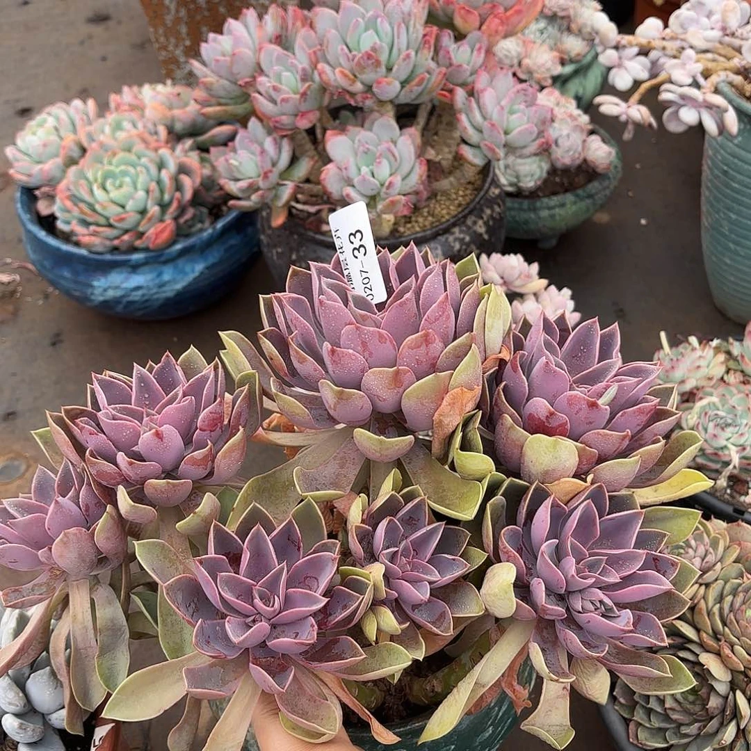 同温层多肉琼斯33