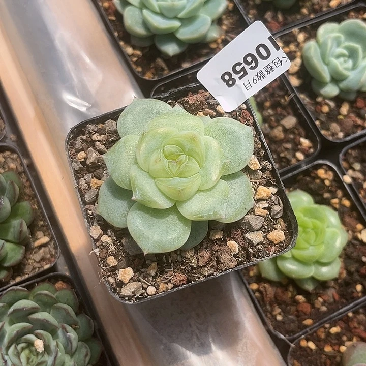 阿雅园艺。          658