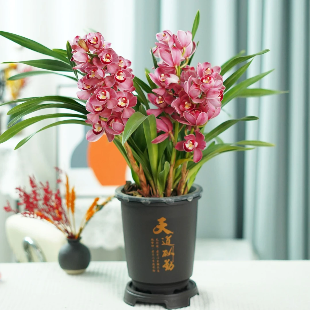 【红宝石3-4支花剑】大花蕙兰年宵花带花苞国风圆盆室内外好养