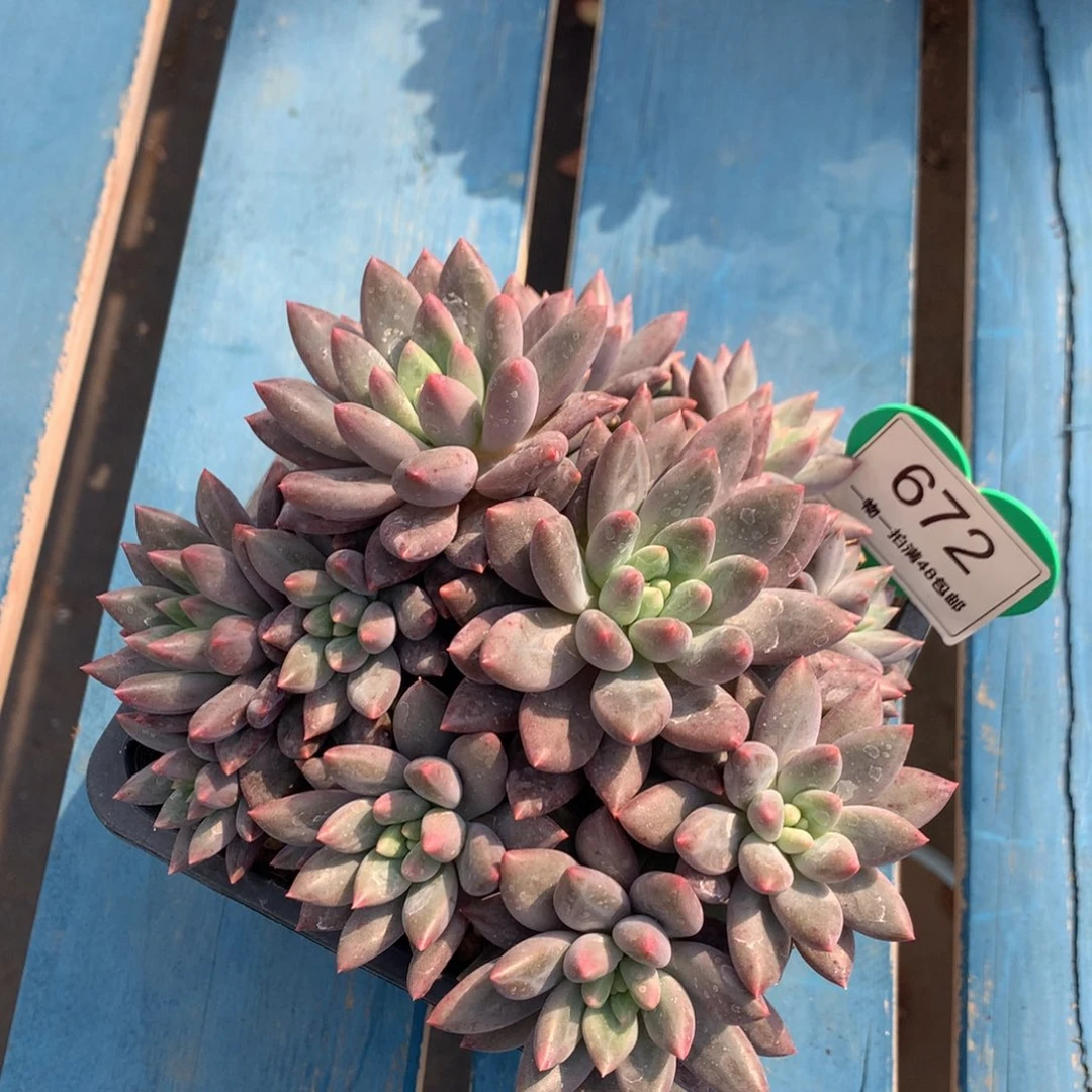 红蜻蜓老桩无砍13头672