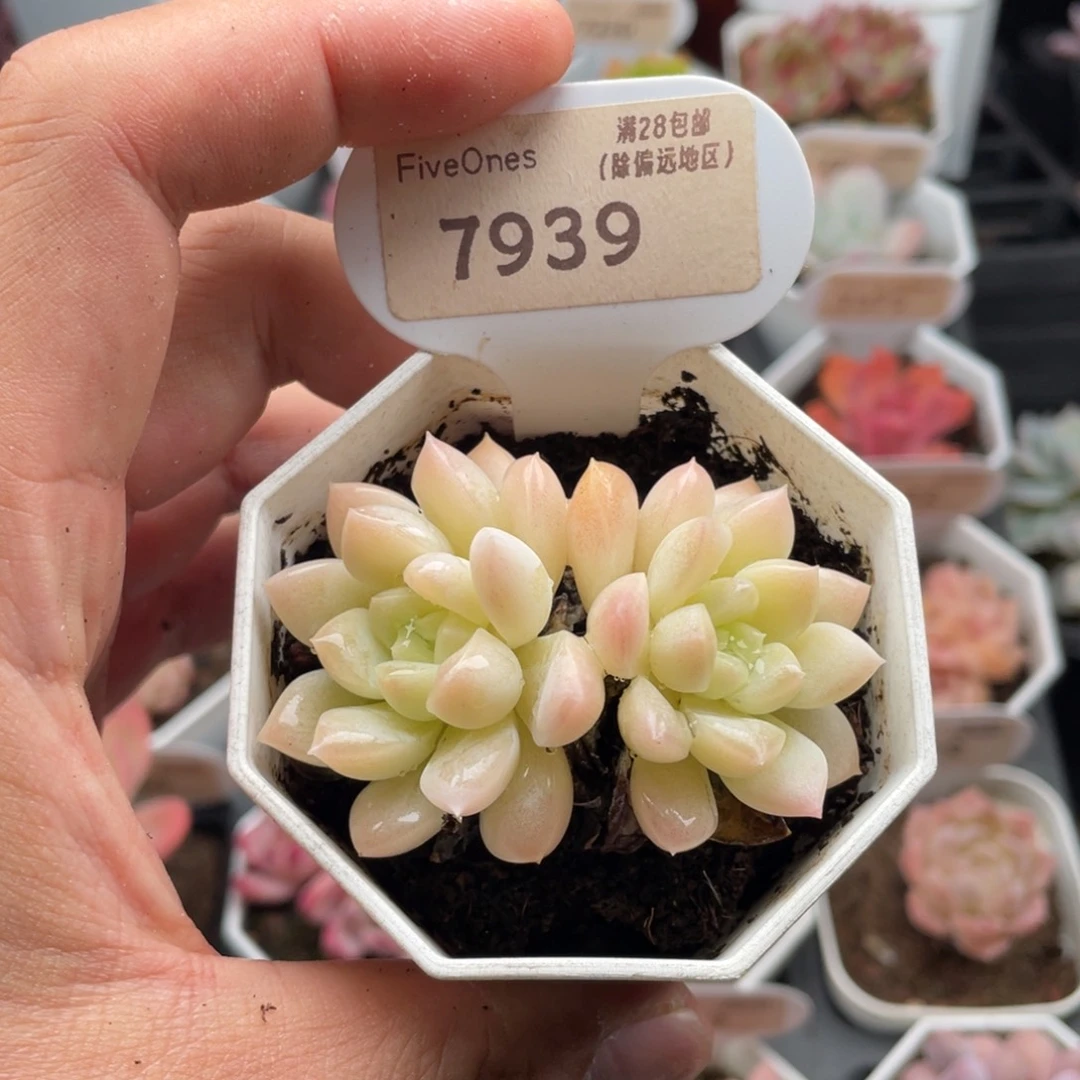 白雪7939-6.0厘米