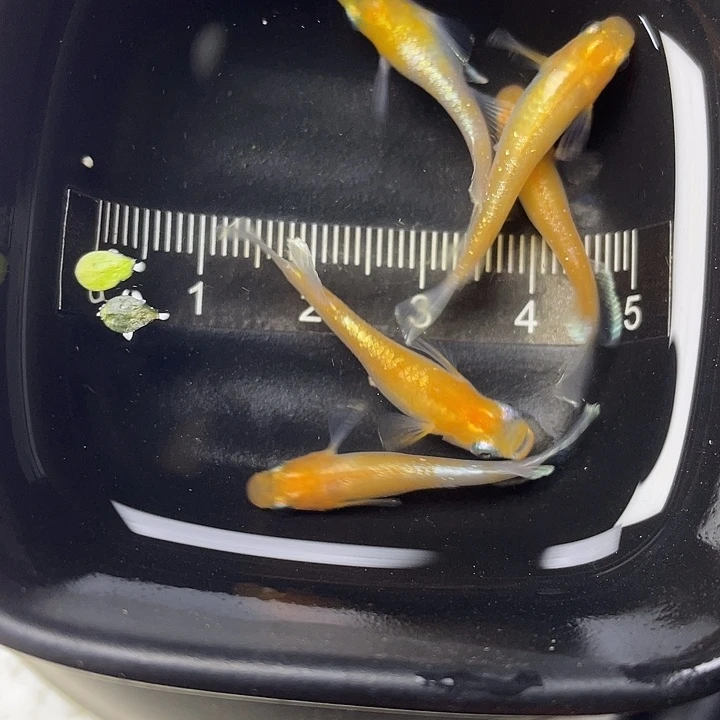 青鳉鱼梦中赤壁5条，12号，满15包邮，可叠单