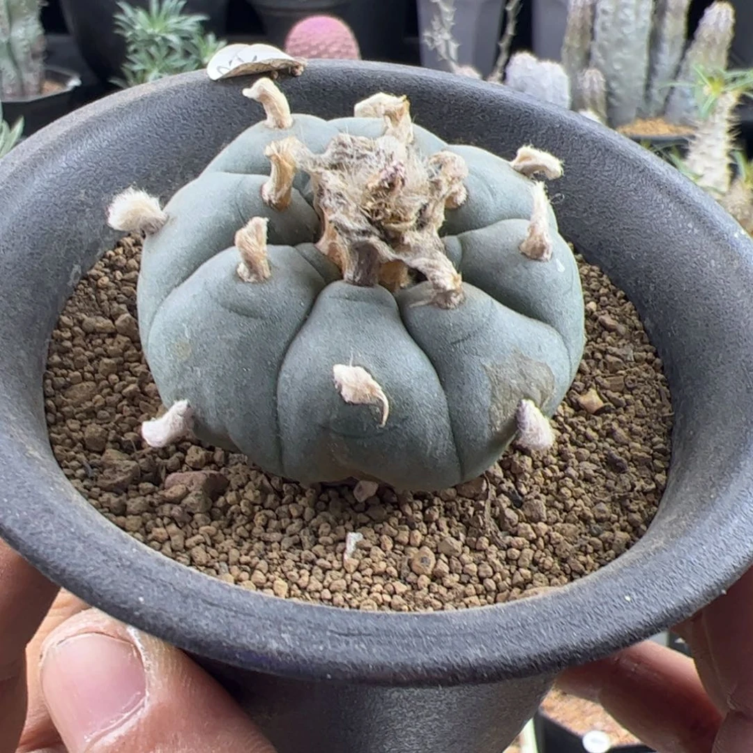 草球乌实生4.8一物一拍带盆发