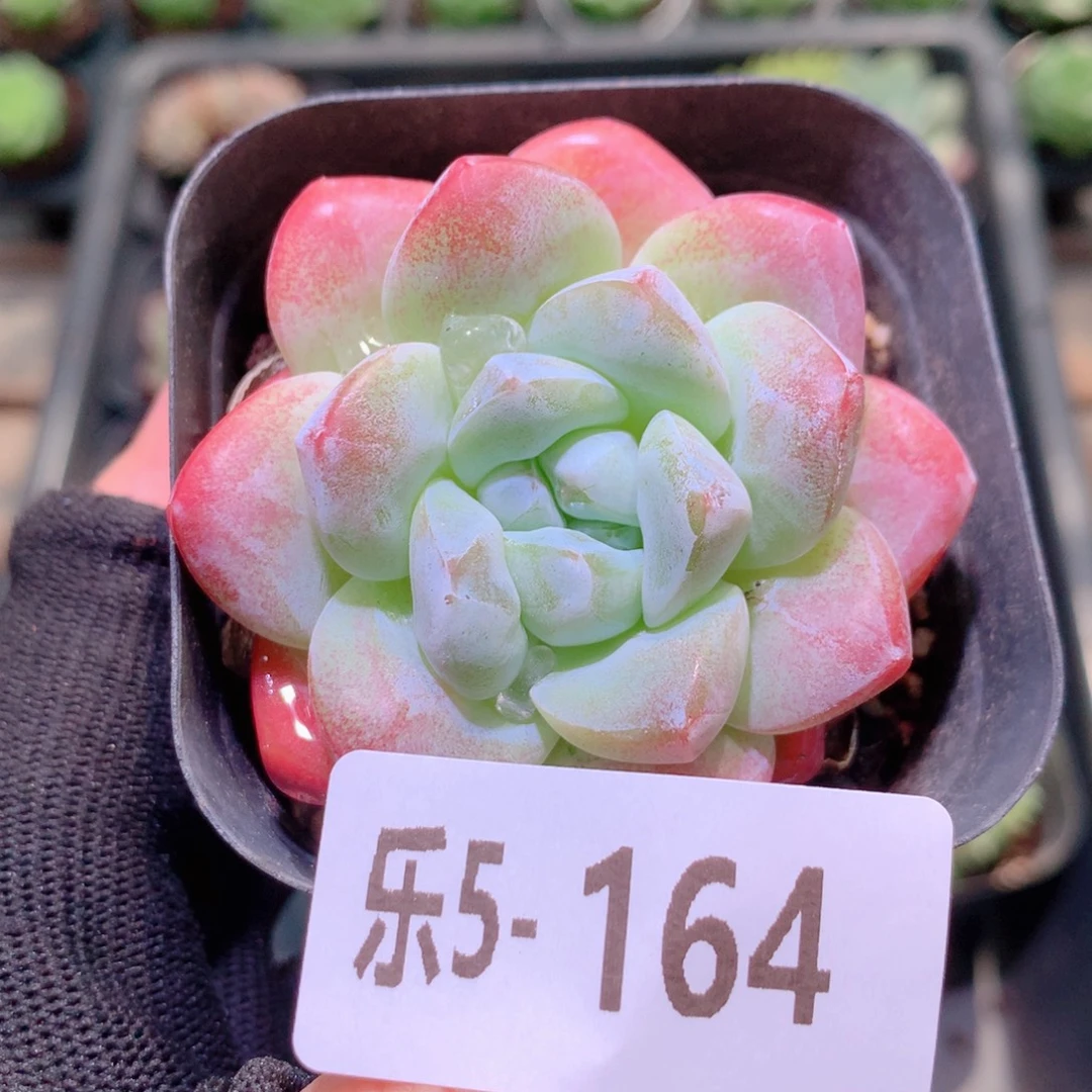 乐然5-164 冰玉单头