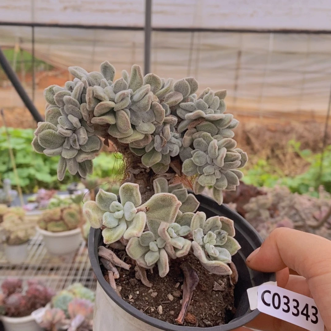 3343不知名缀一物一拍