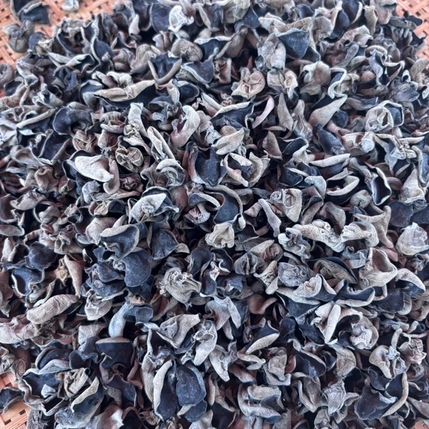 【野黑木耳】农户採摘