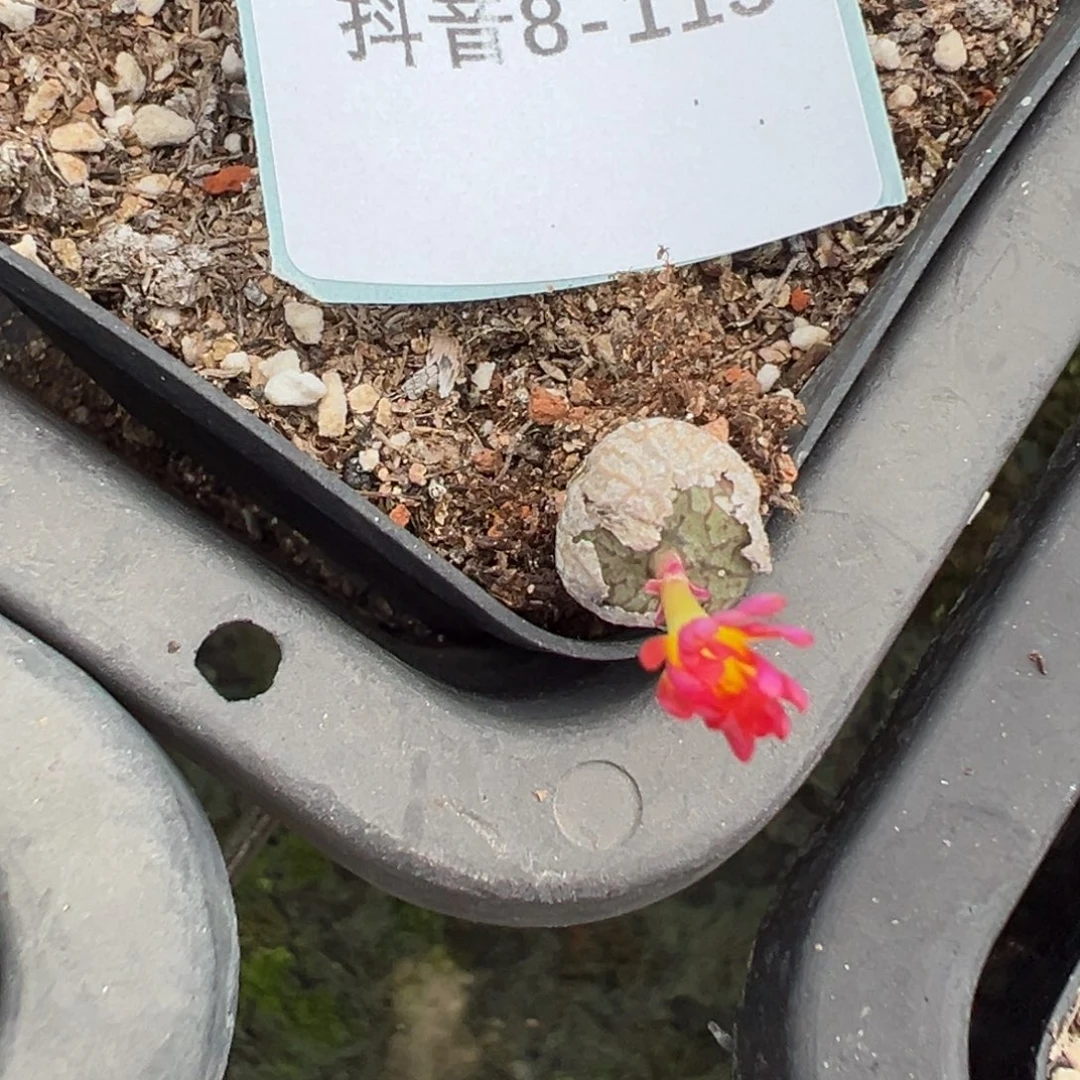 8-113肉锥多肉植物