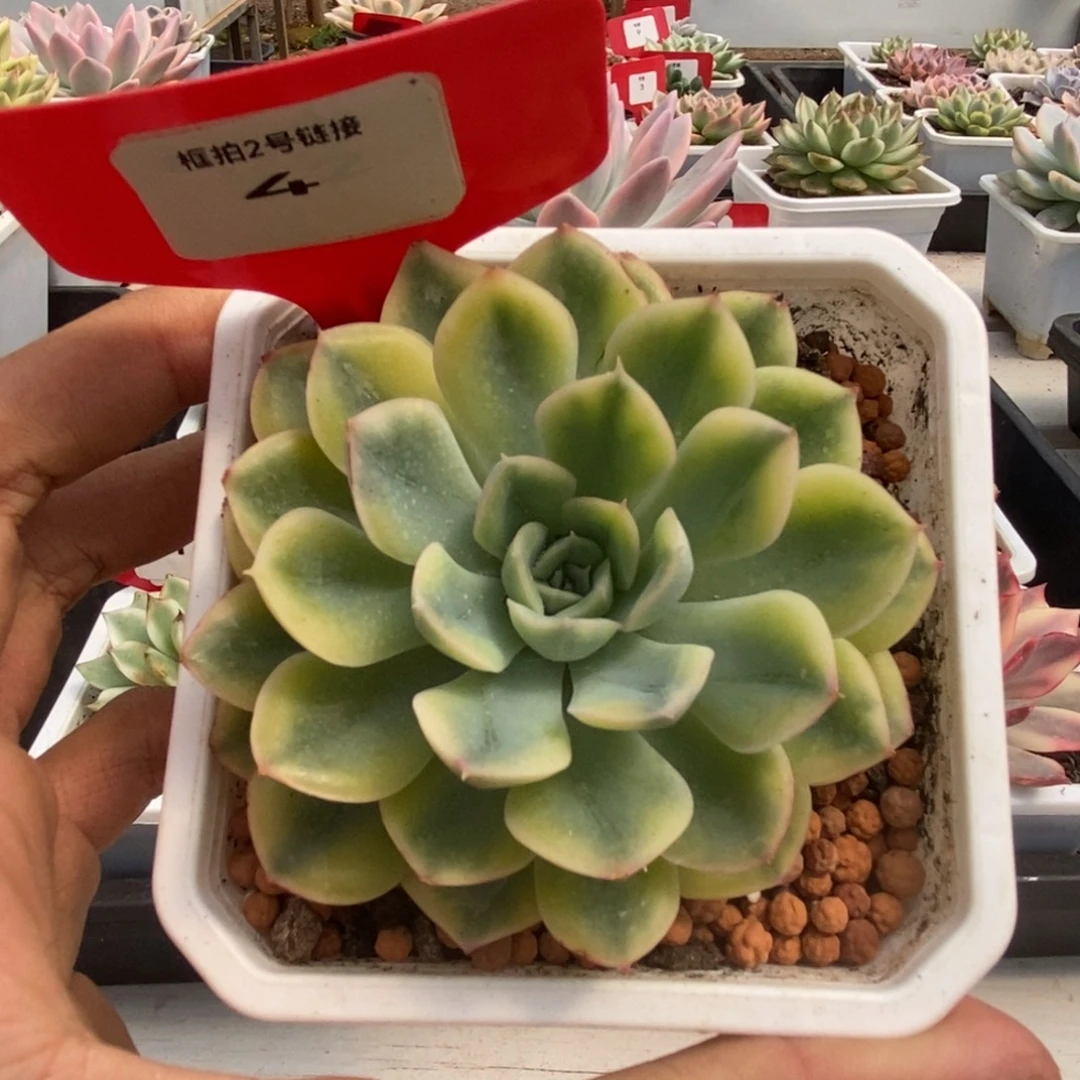 4号抹茶菩提锦多肉