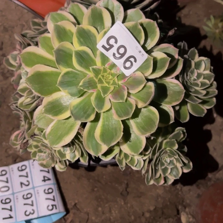 965玉芙蓉多肉植物不售后