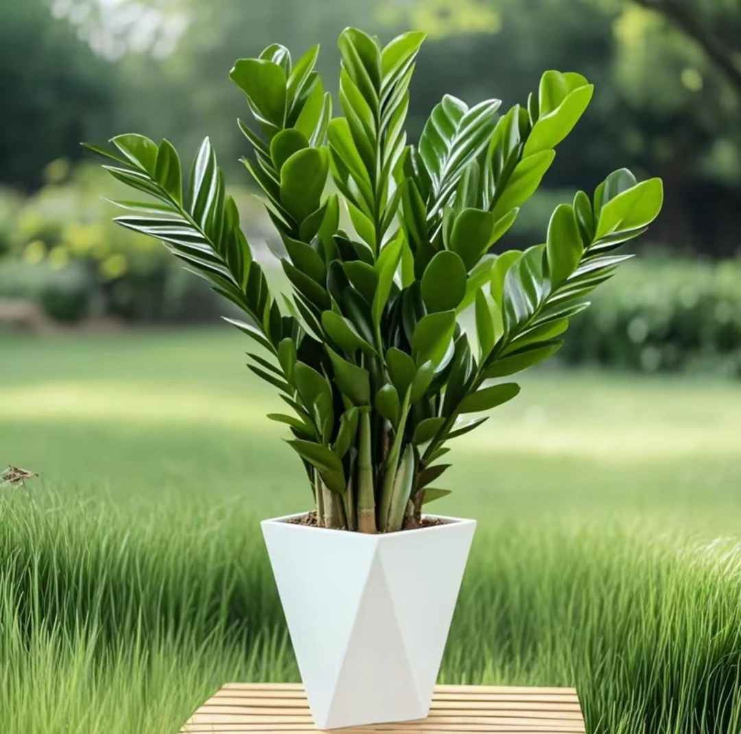 爆款精品金钱树含白盆60-70Cm绿植盆栽好养乔迁开业送礼四季常青