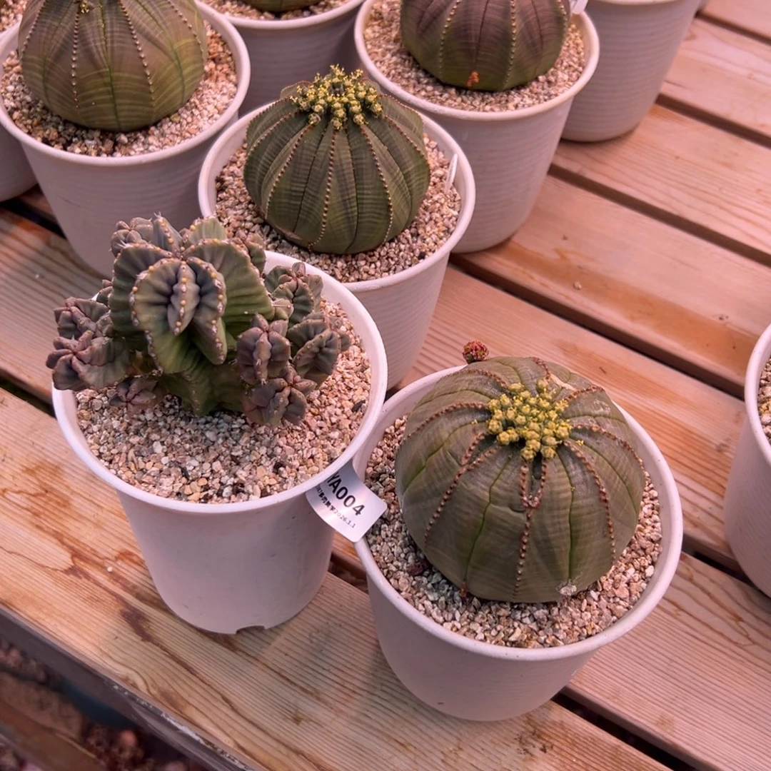 可****ya004肉肉肉肉肉肉