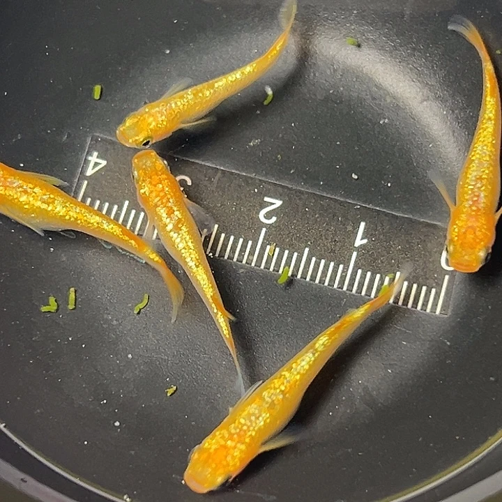 青鳉鱼阳光一组190