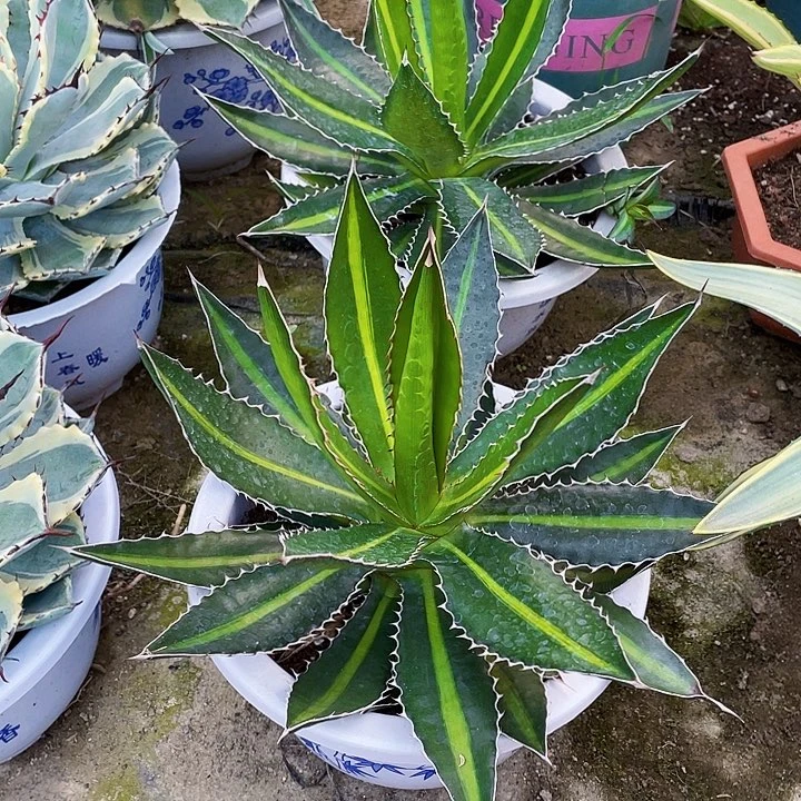 完全开放青黛兰26cm裸根发货