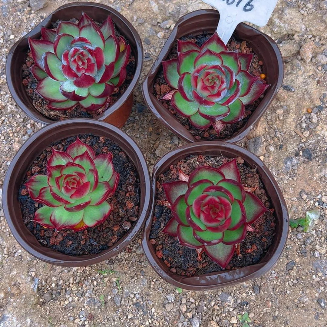 ****.小惊鸿仙子四颗2616号