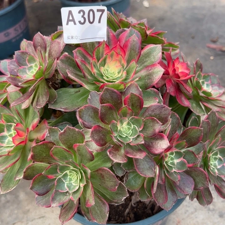 307万花筒25厘米左右