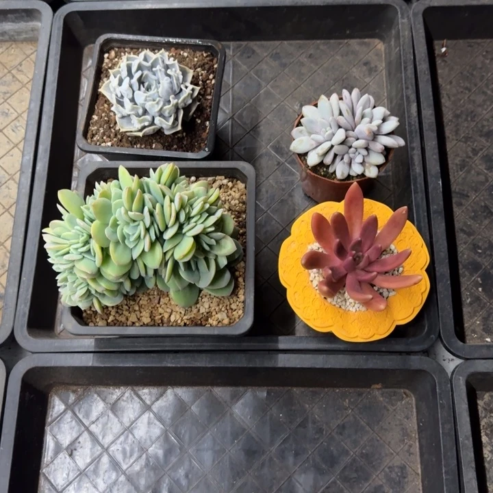 用***）多肉植物  一物一拍