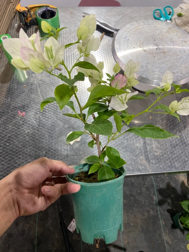 口红三角梅，勤花仙颜