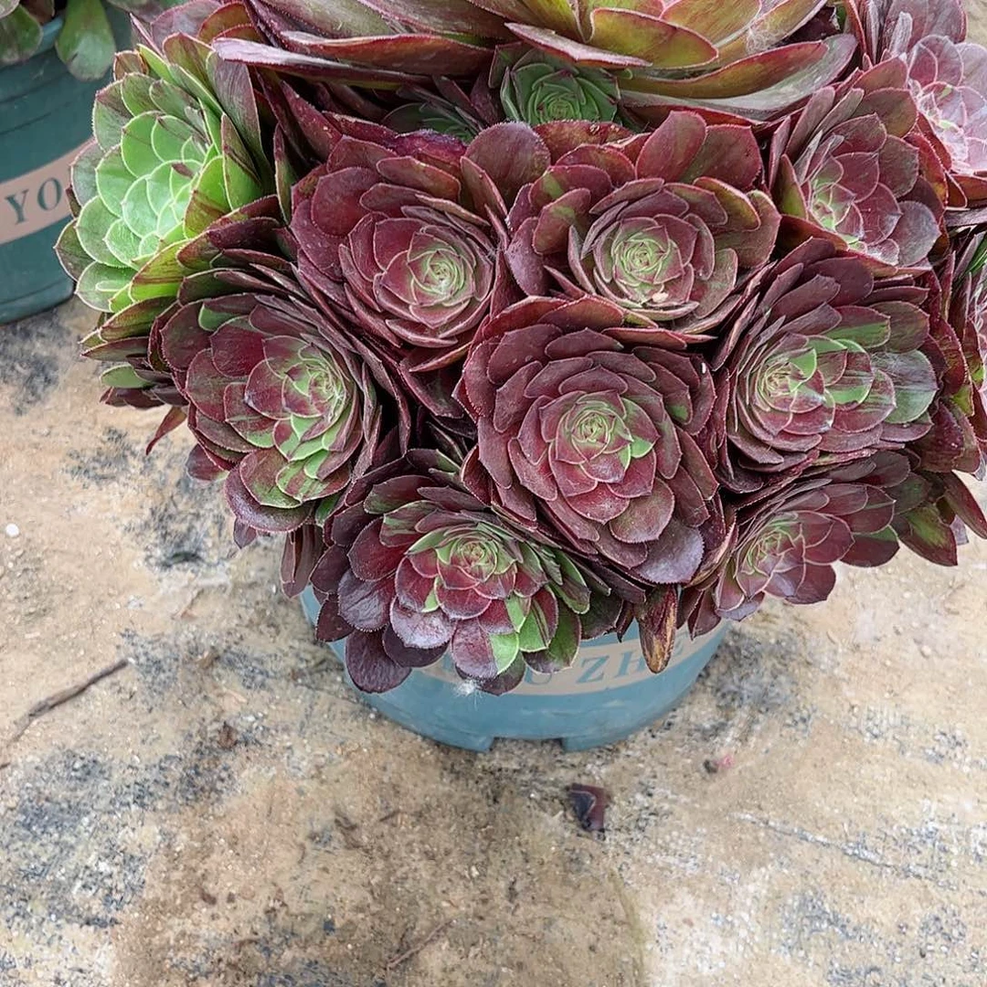 多肉植物花月夜695