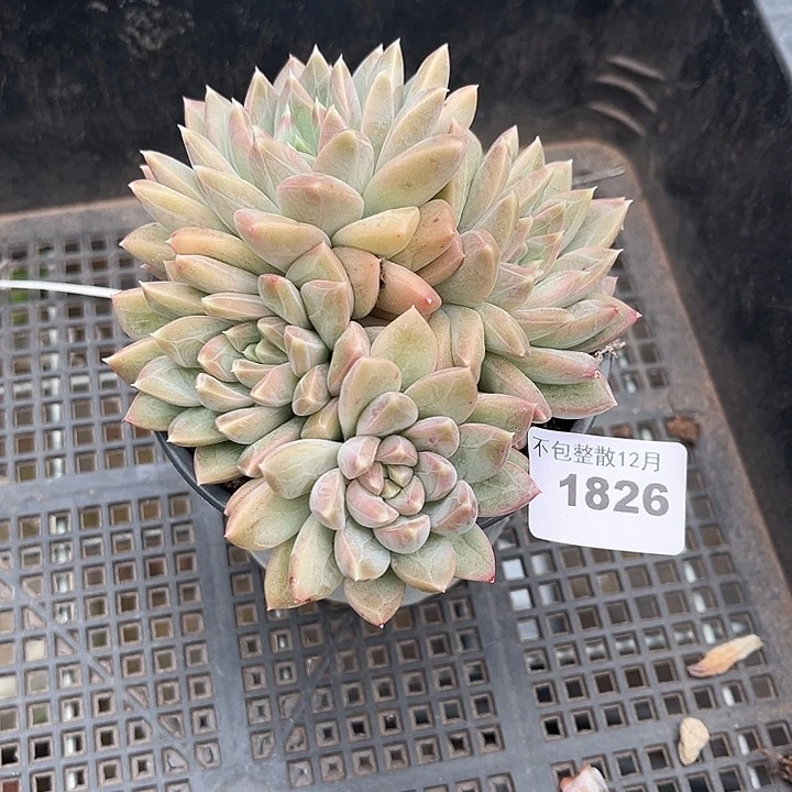 阿雅园艺。     1826