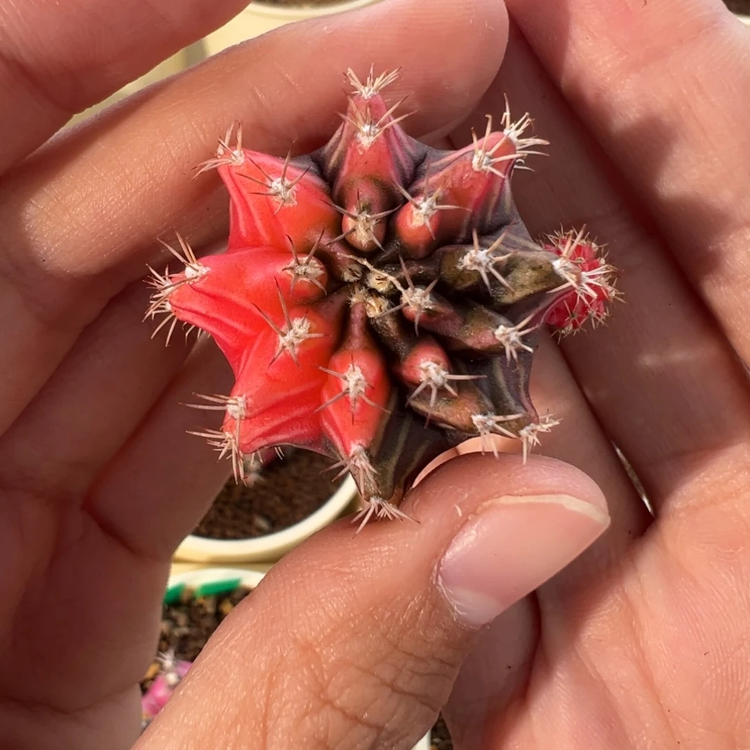 317 好看的米哈冲冲冲