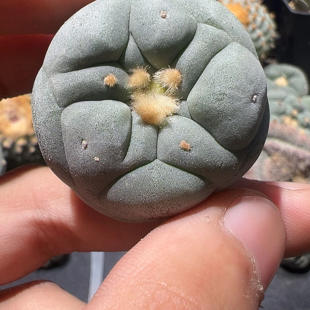 连*实生白肌佛头银