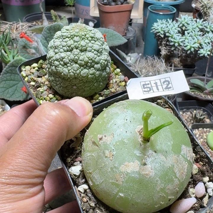 二***桑512凝蹄玉和大苍角殿带盆发货