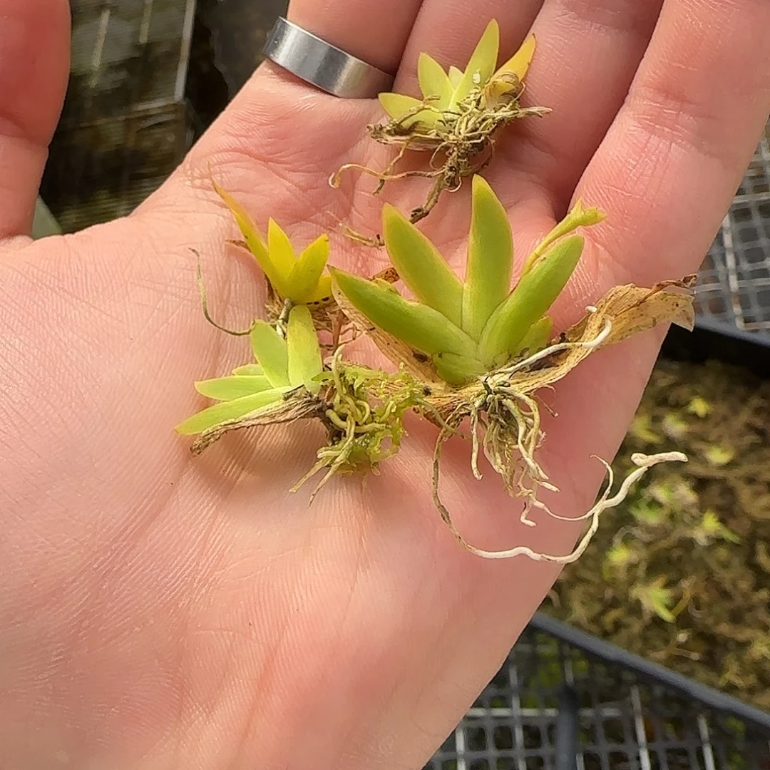 快***光无花朵专拍文心兰