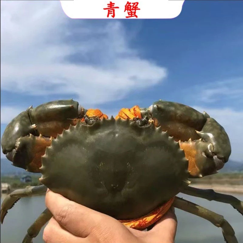 青蟹海鲜江苏红膏蟹红鲟两斤优惠装
