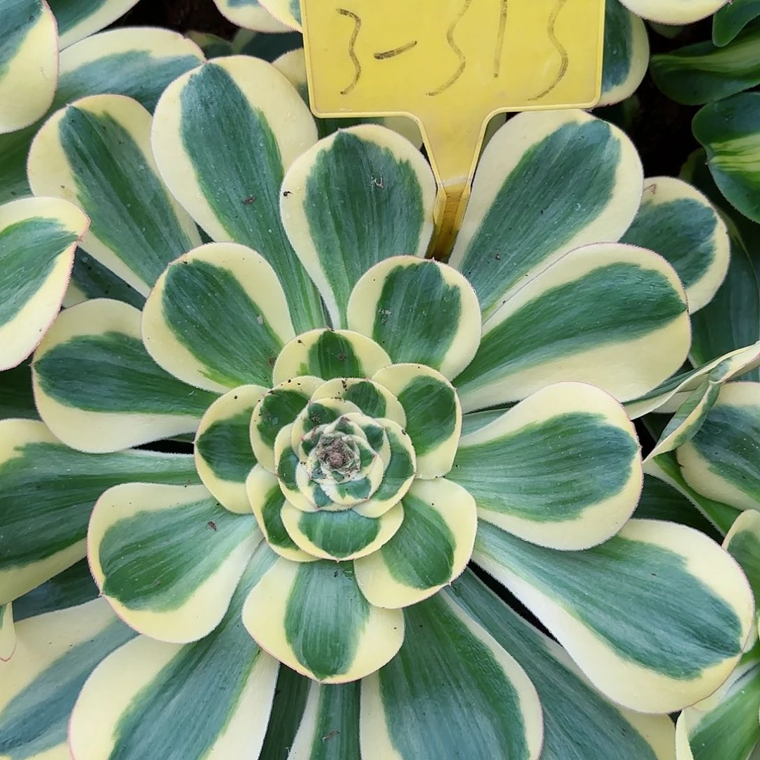 3-313---多头多肉植物