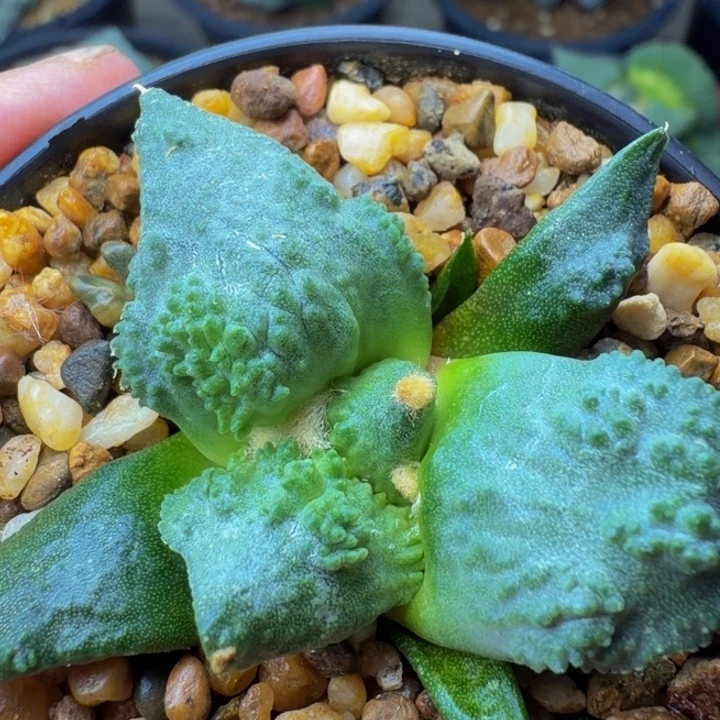 外星怒家的外星怒苗