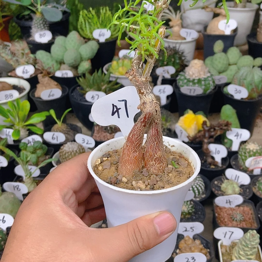 雷斯木一个一物一拍