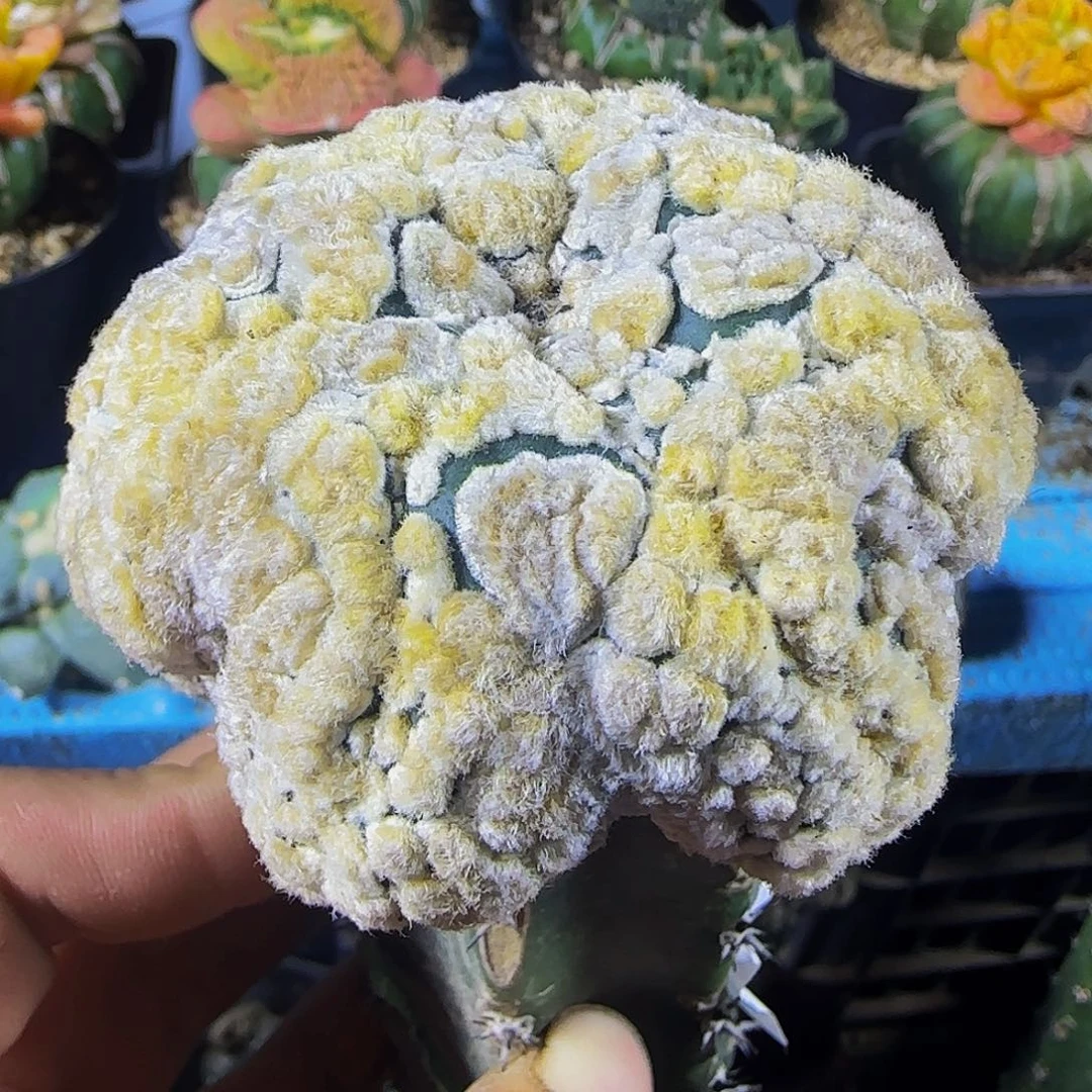 海星花园兜682。