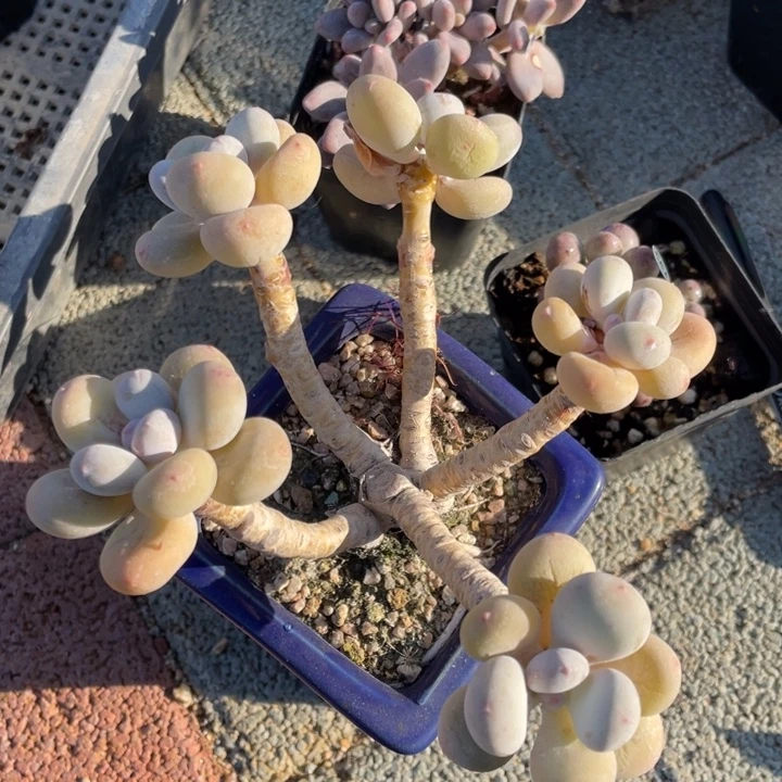 蛋黄奶酪多肉植物