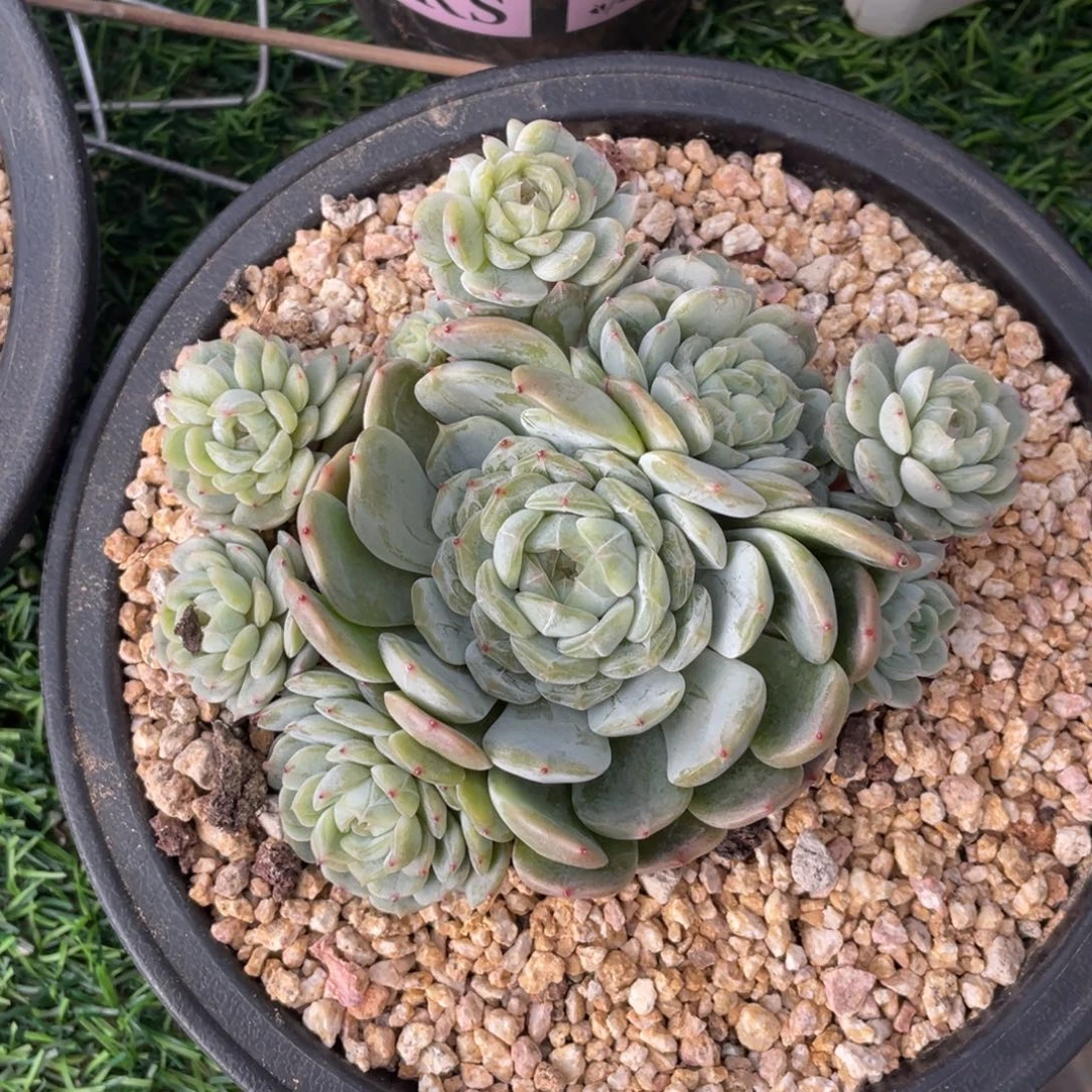 白恋冠幅14 公分一物一拍