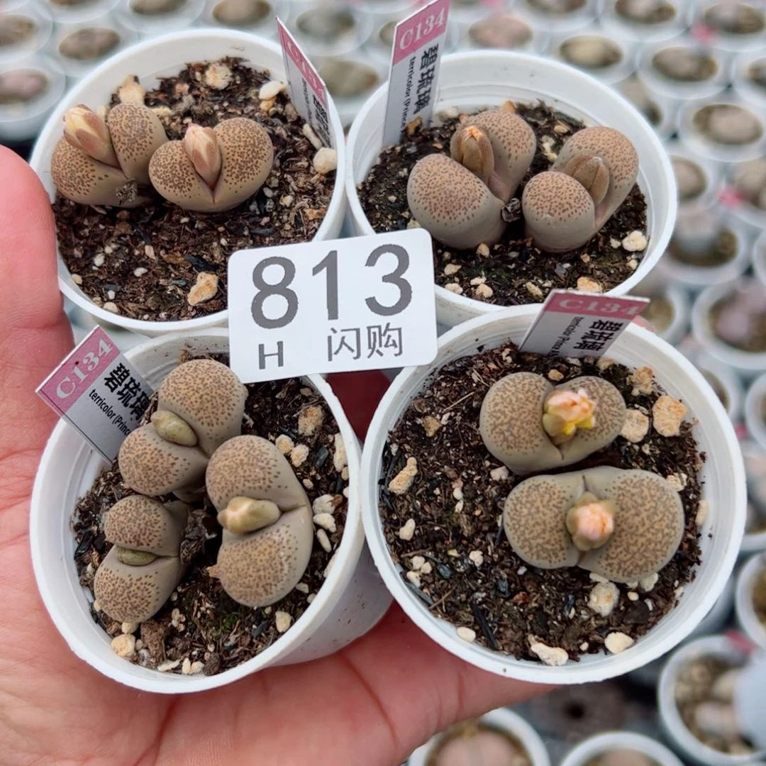 无花朵?我很喜欢这个H813