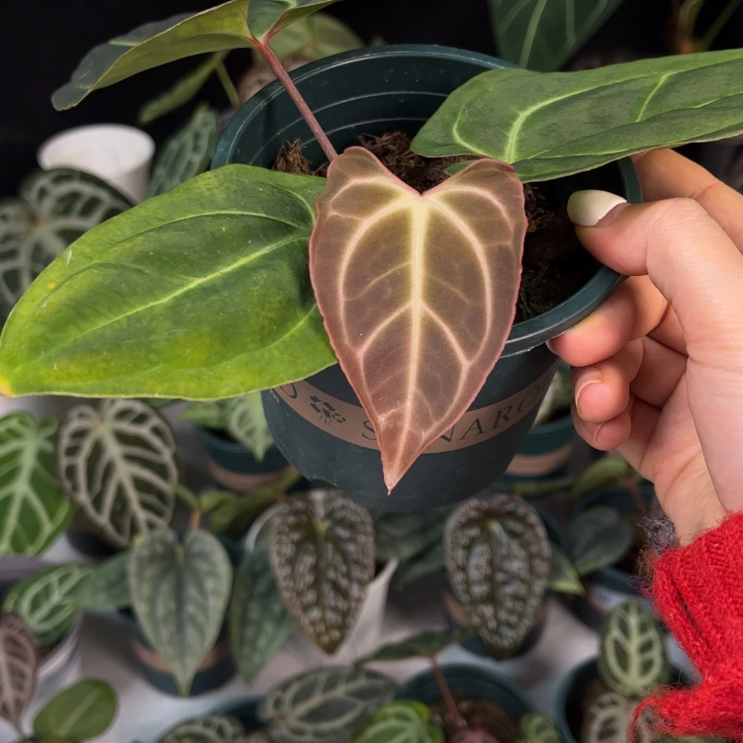 无花朵开耳贝斯844