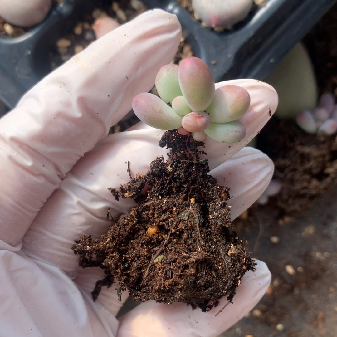 韩国彩虹奶酪多肉叶插苗