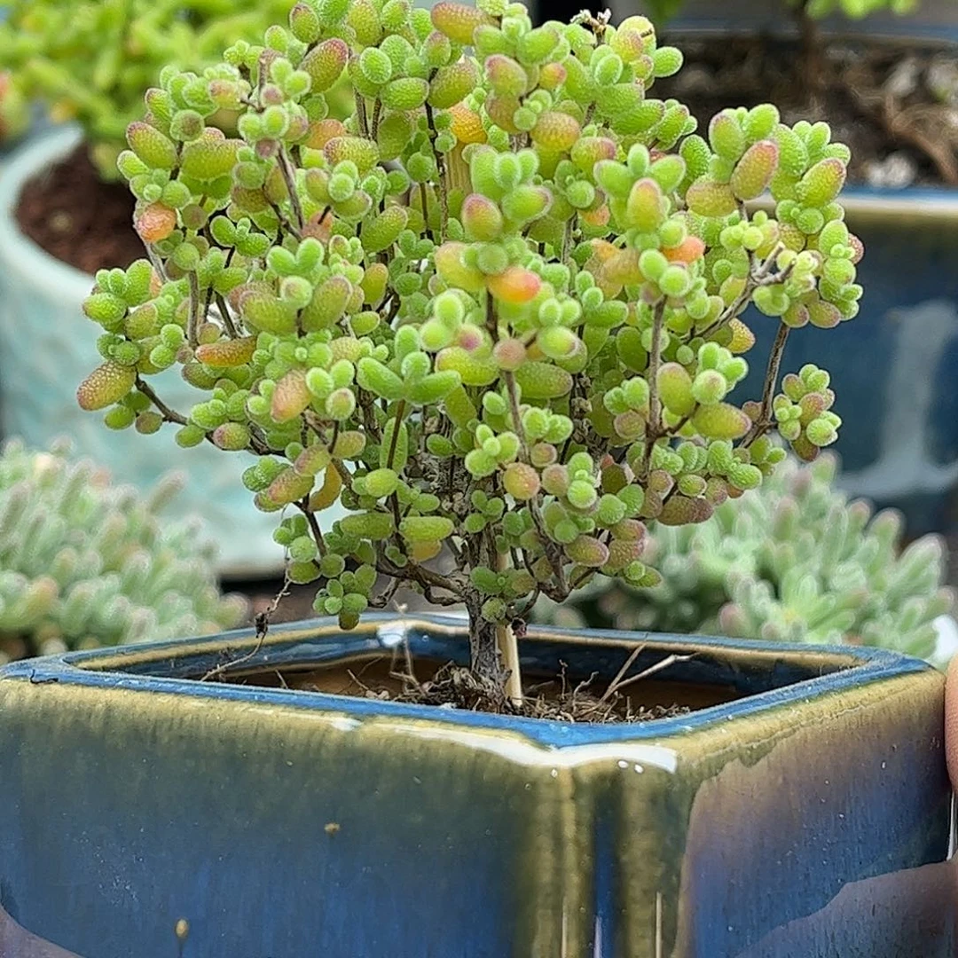 13蜜桔带盆优选枝干