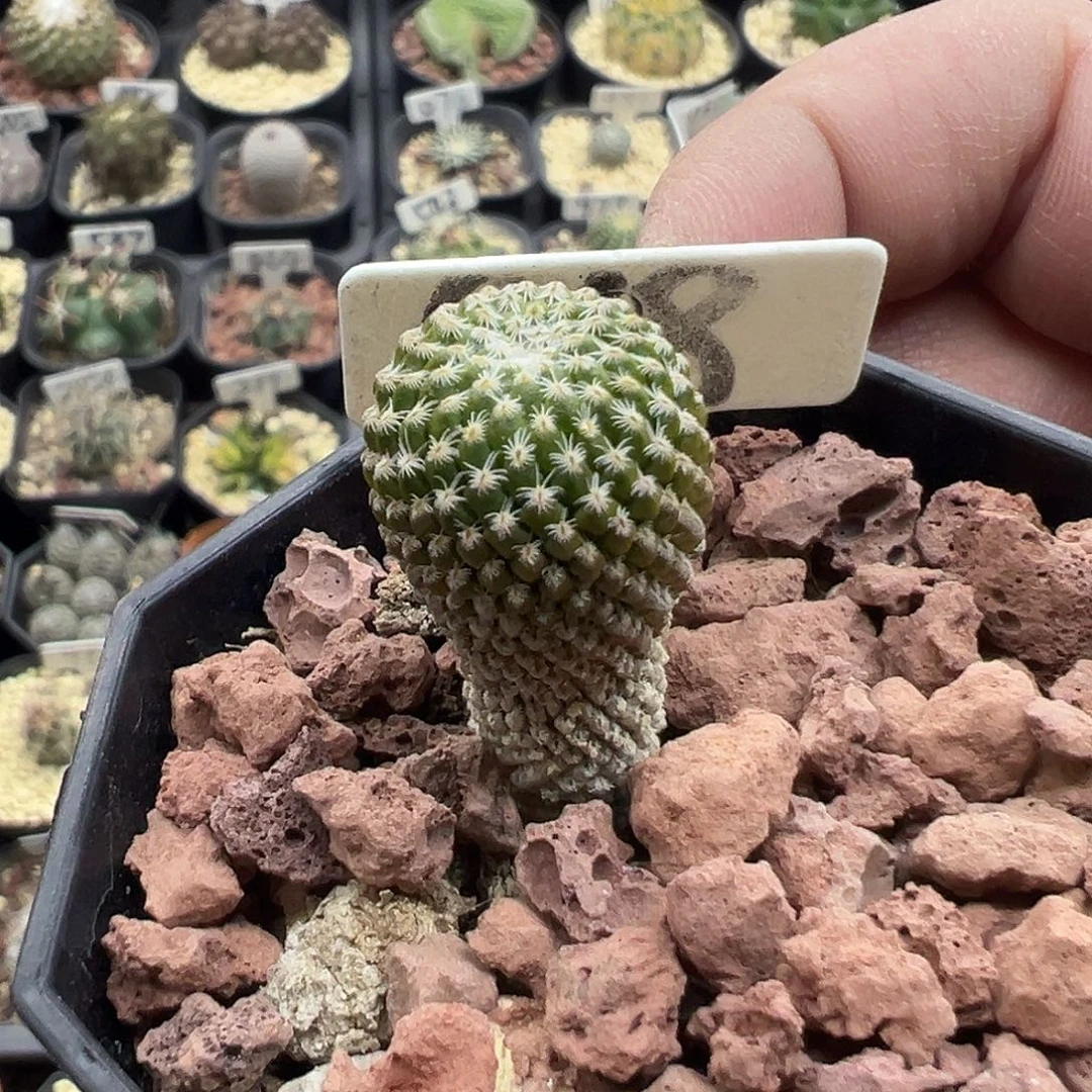 018银牡丹实生呃呃呃