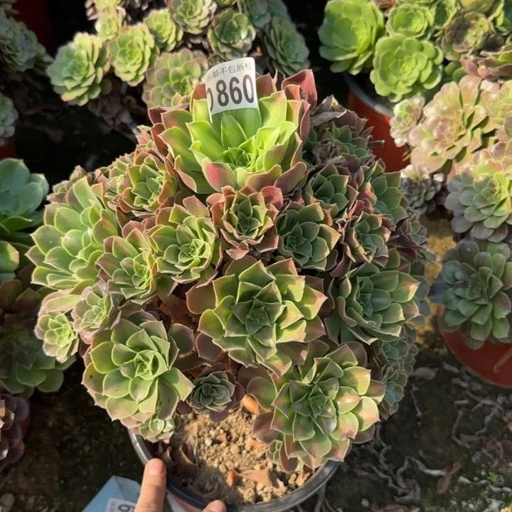 女巫中班……多肉植物……