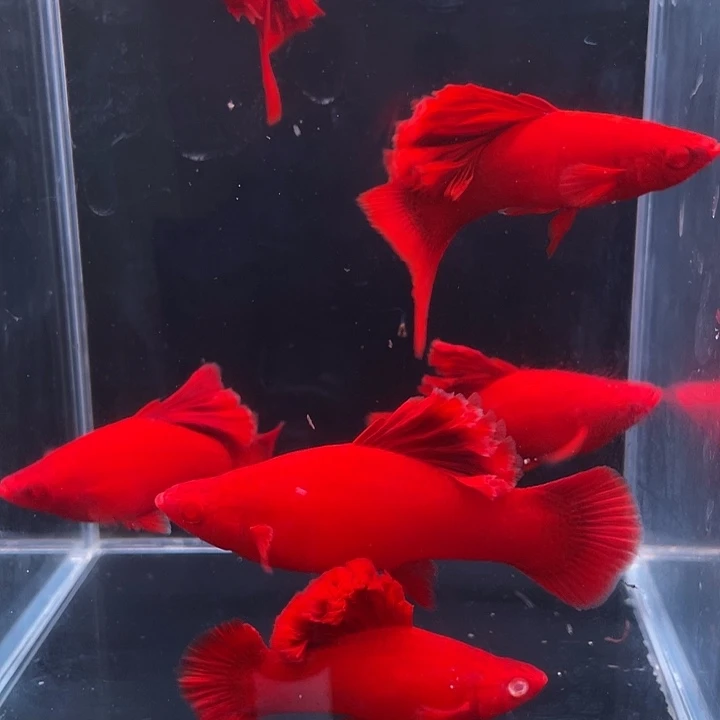 孔雀鱼高稽红箭鱼苗6条空运费40