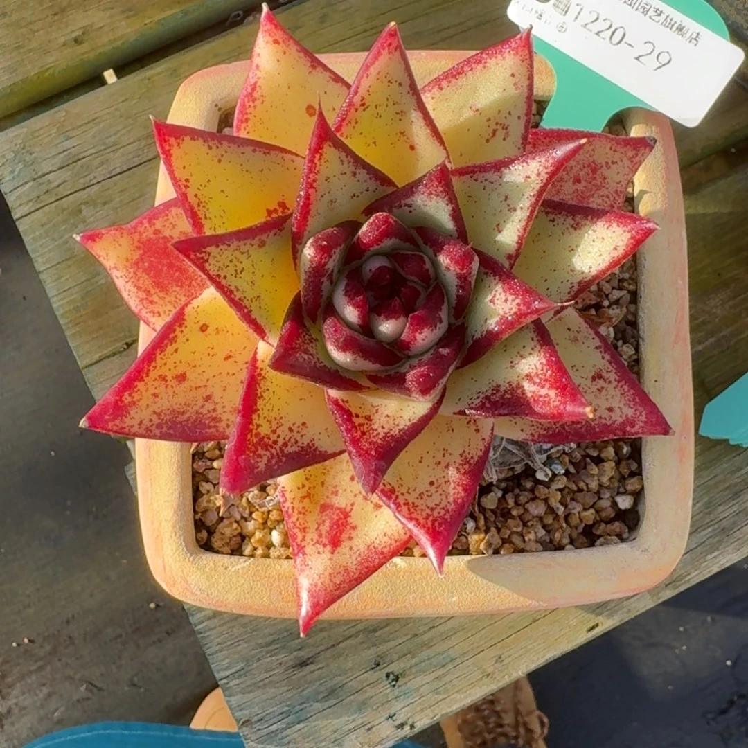 从前慢多肉精选编号1220.29