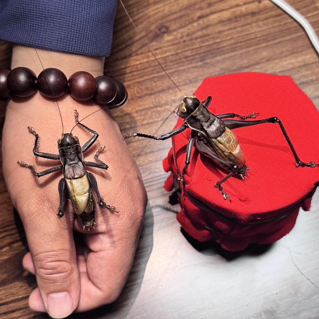 蝈蝈 鸣虫 一组两个