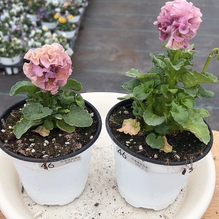 水晶抖音直播闪拍46