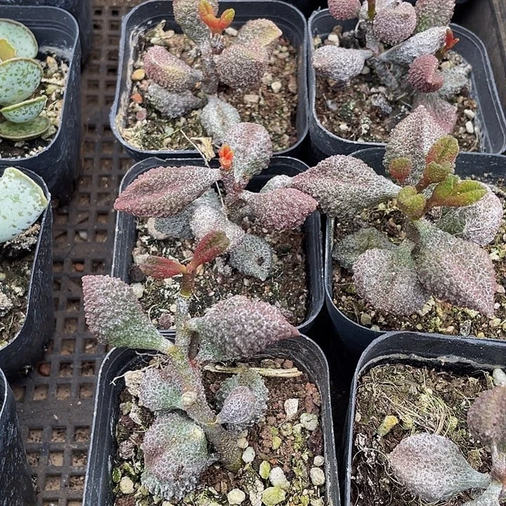 荔枝皮带盆土发货