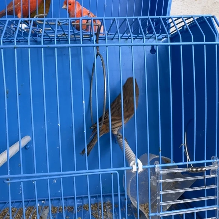 新***天文鸟桂皮公一只，明天发