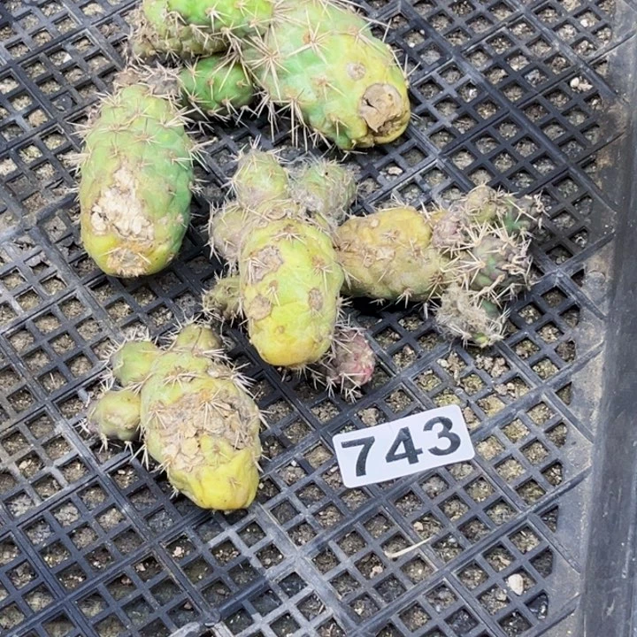 743丑八怪一物一图如图