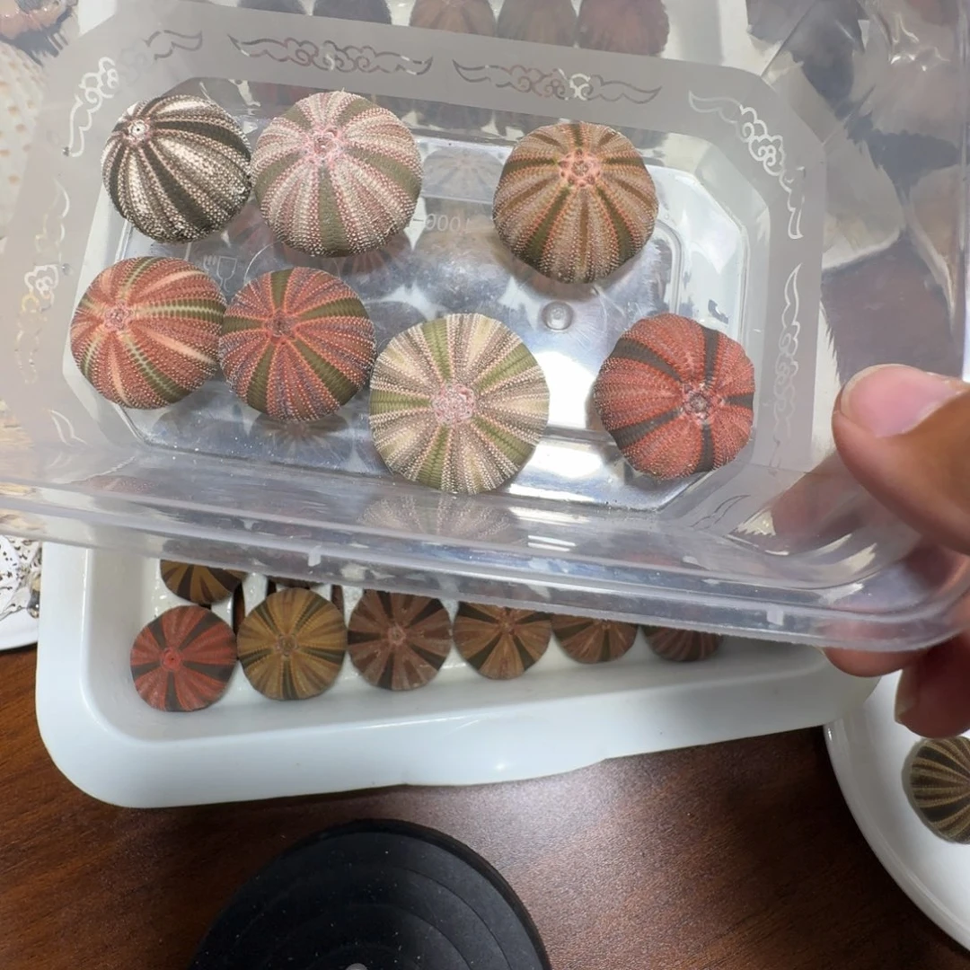 海胆混搭一物一拍