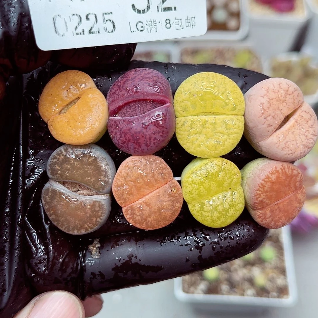 郎哥多肉生石花25-32